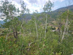 Aspens
