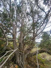 Giant Juniper tree!