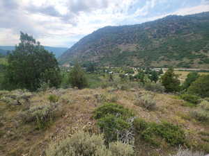 View from the north property line looking in south, there's the Juniper too just closer to it.