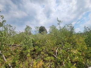 View looking up towards Juniper tree about half way  up.