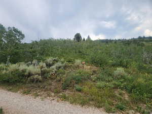 and to your spot in the woods we go! All the way up and beyond that big Juniper tree in the middle.