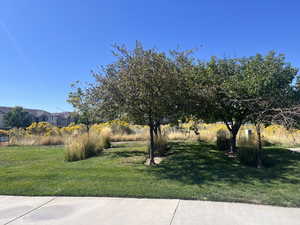 View of grassy yard