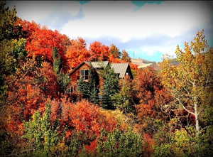 Mountain view featuring a heavily wooded area