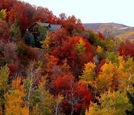 View of mountain backdrop with a heavily wooded area