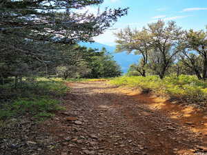 View of road featuring a forest view