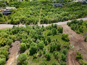 Drone / aerial view of a forest