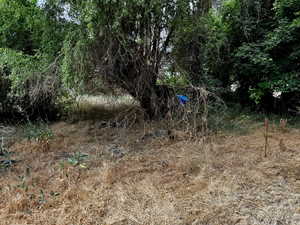 View of local wilderness