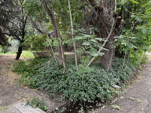 View of undeveloped land