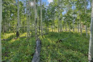 View of undeveloped land