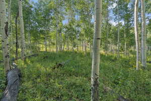 View of local wilderness