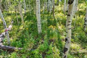 View of tree filled area