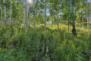View of undeveloped land