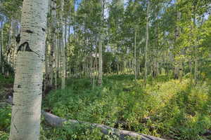 View of tree filled area