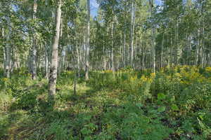 View of undeveloped land