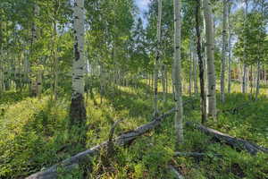 View of tree filled area