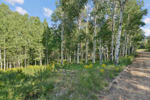 View of wooded area