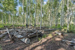 View of local wilderness