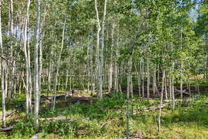 View of local wilderness