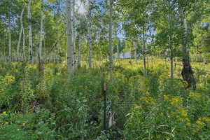 View of undeveloped land