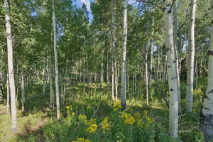 View of undeveloped land