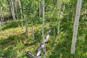 View of local wilderness