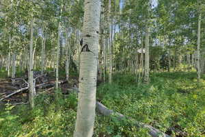 View of undeveloped land