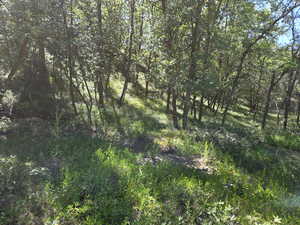 View of local wilderness
