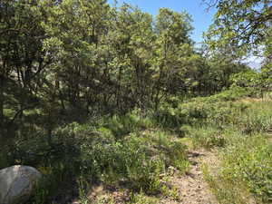 View of tree filled area