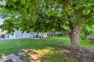 View of grassy yard