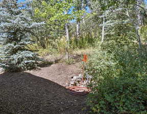 View of yard with a view of trees