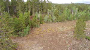 View of tree filled area