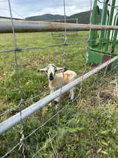 Livestock agricultural farm property.