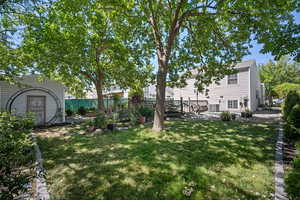 Shady trees in low maintenance yard.