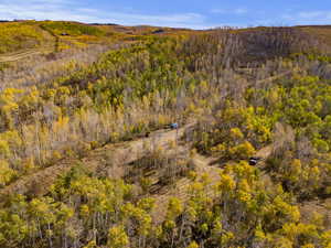 Bird's eye view of a forest