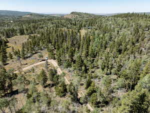 Bird's eye view of a forest