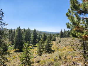 Mountain view with a heavily wooded area
