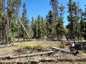 View of tree filled area