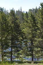 View of local wilderness