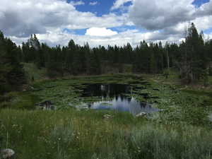 Water view featuring a forest