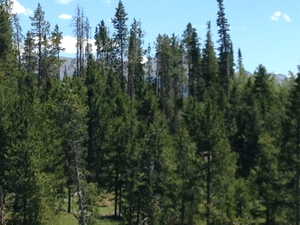 View of tree filled area