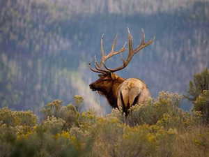 Exterior view of a heavily wooded area