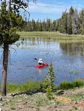 Water view with a forest