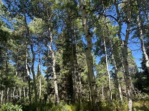 Tons of amazing pines and aspens