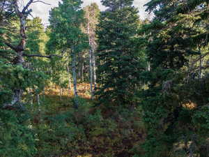 View of tree filled area