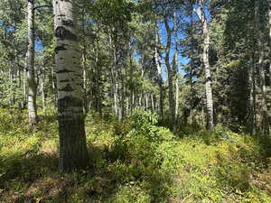 Tons of amazing pines and aspens