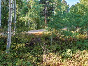 View of tree filled area