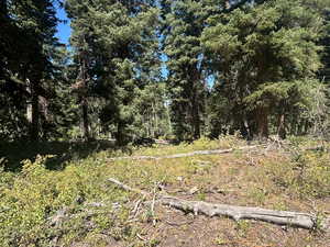 Nice open area for a cabin