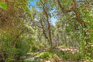 View of tree filled area