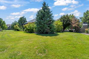 View of grassy yard