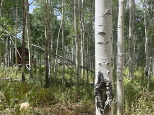 View of tree filled area